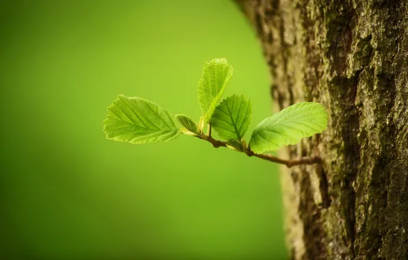 Leaves, macro, tree, bark