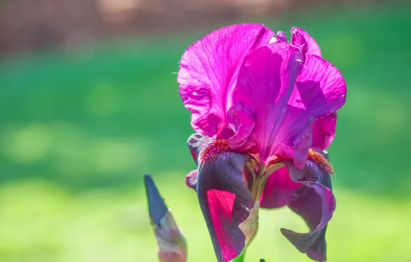 Picture macro, petals, stem, iris