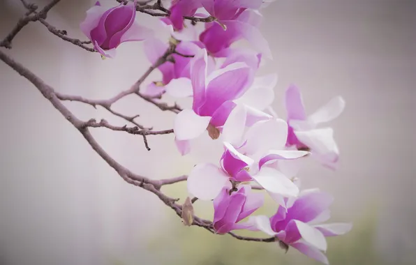Flowers, branches, spring, petals, pink, light background, flowering, Magnolia
