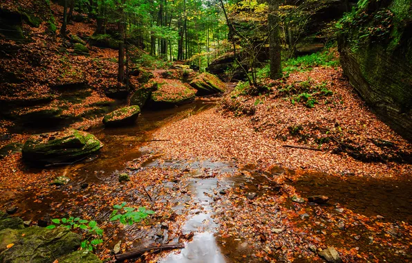 Autumn, forest, leaves, nature, stream
