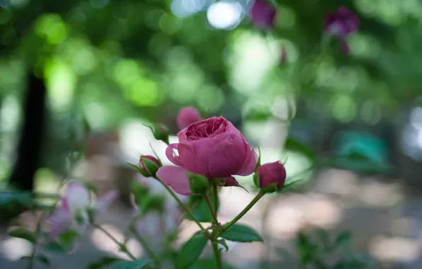 Picture greens, flower, leaves, macro, nature, glare, pink, rose