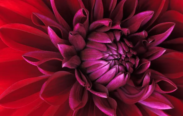 Red, petals, Bud, windows 7, seven