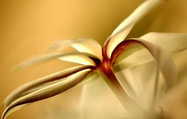 Flower, yellow, petals